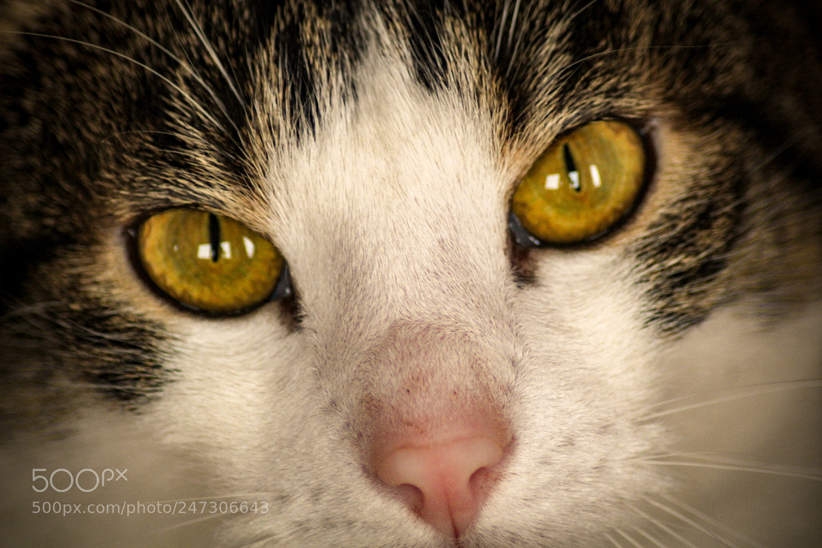 Canon EOS 1300D (EOS Rebel T6 / EOS Kiss X80) sample photo. My cat photography
