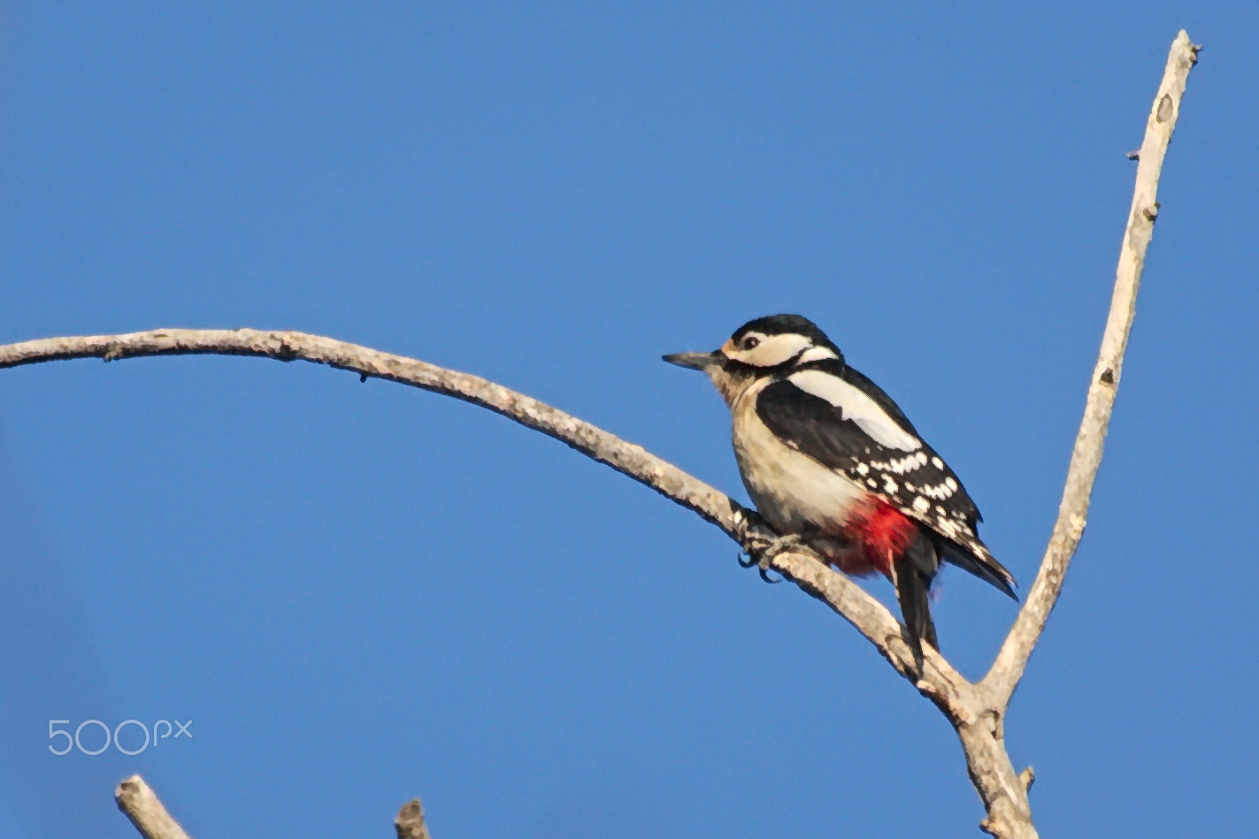 Canon EOS 1100D (EOS Rebel T3 / EOS Kiss X50) + Sigma 70-300mm F4-5.6 APO DG Macro sample photo. Woodpecker photography