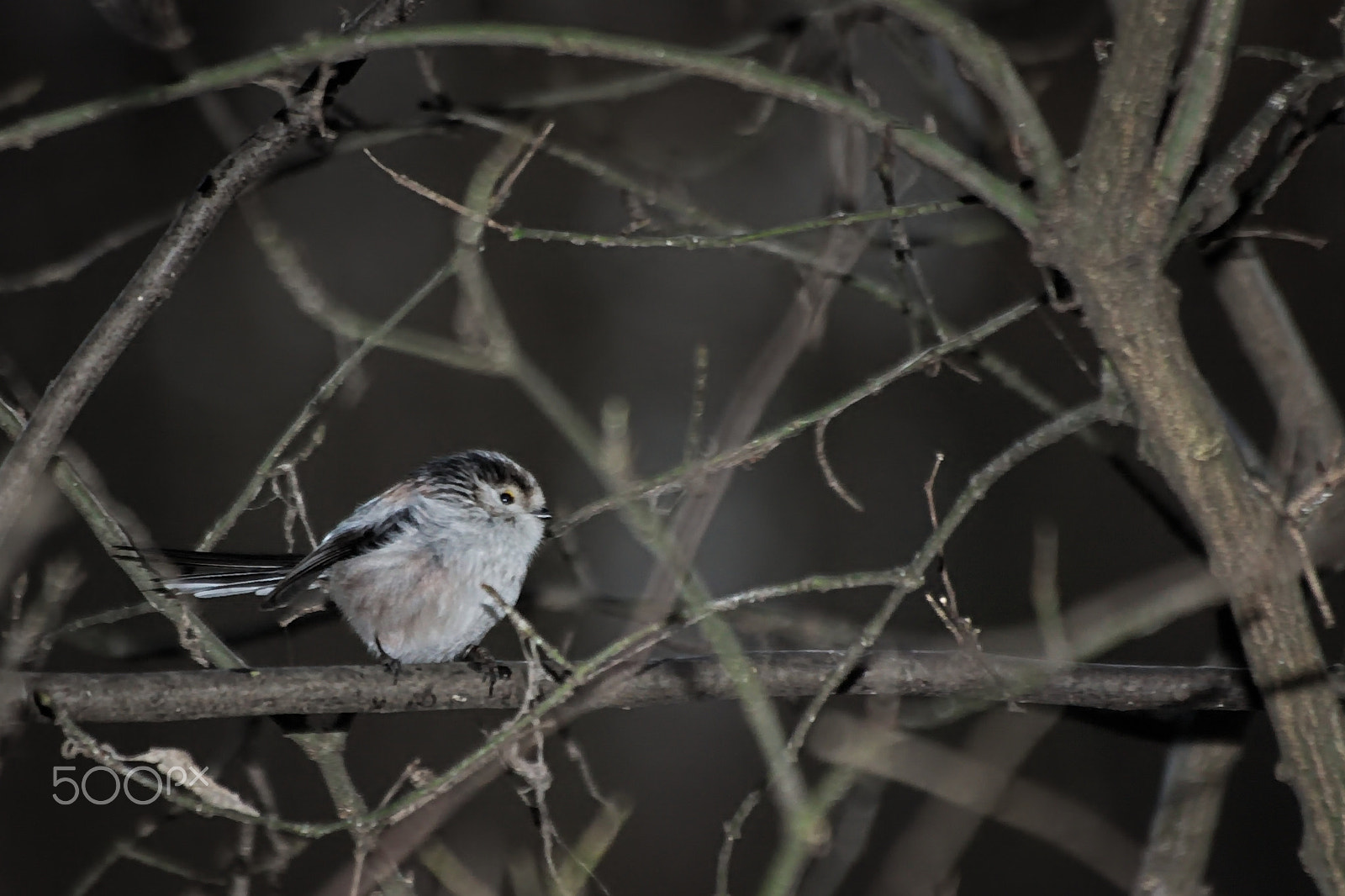 Canon EOS 1100D (EOS Rebel T3 / EOS Kiss X50) sample photo. Alone in the dark (aegithalos) photography