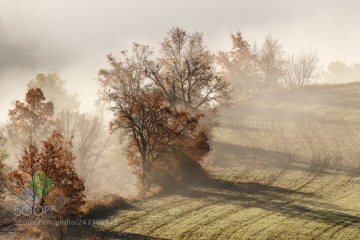Canon EOS 7D Mark II sample photo. Foggy paradise photography