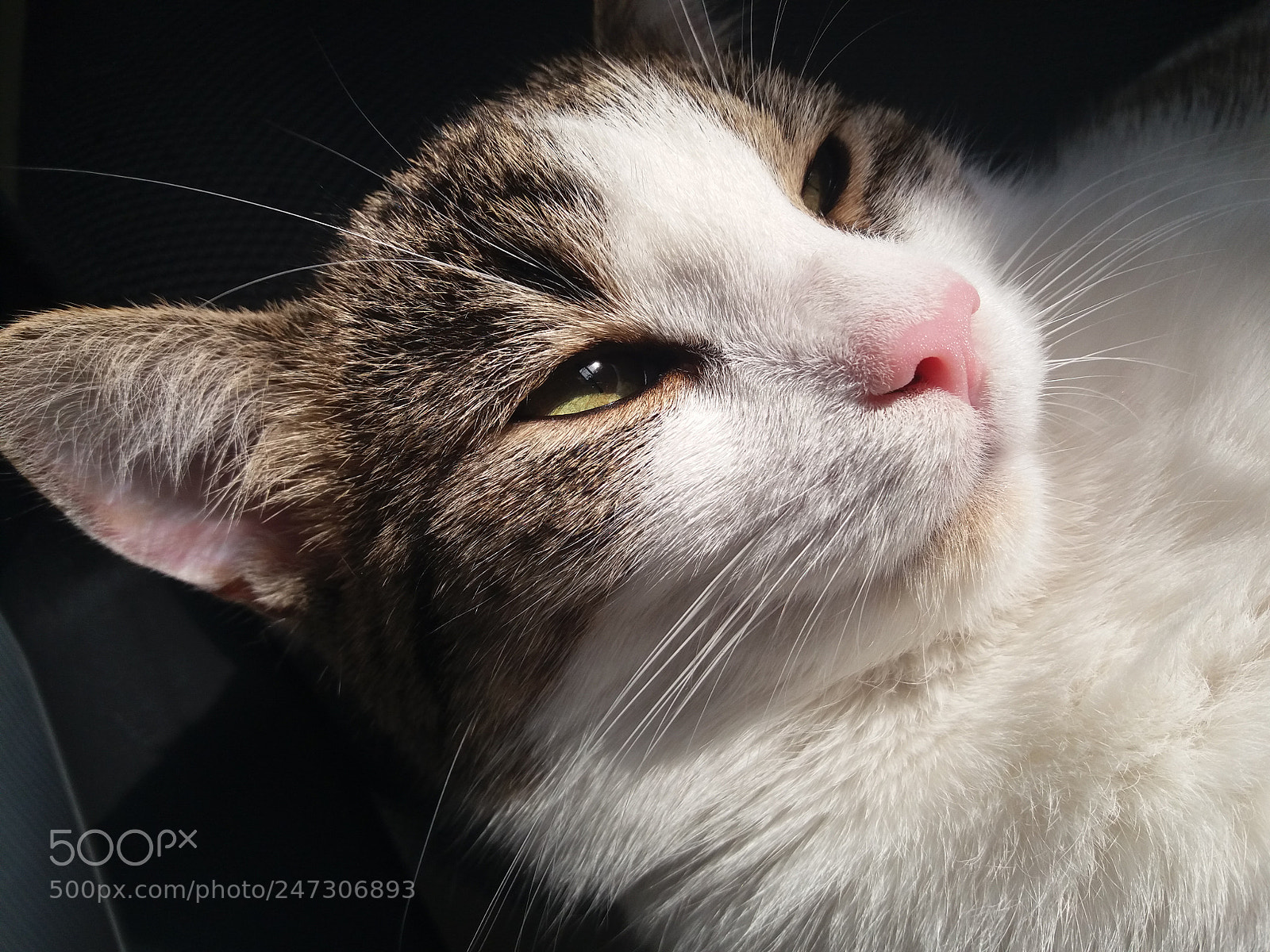 Samsung Galaxy J5(2016) sample photo. Cat photography