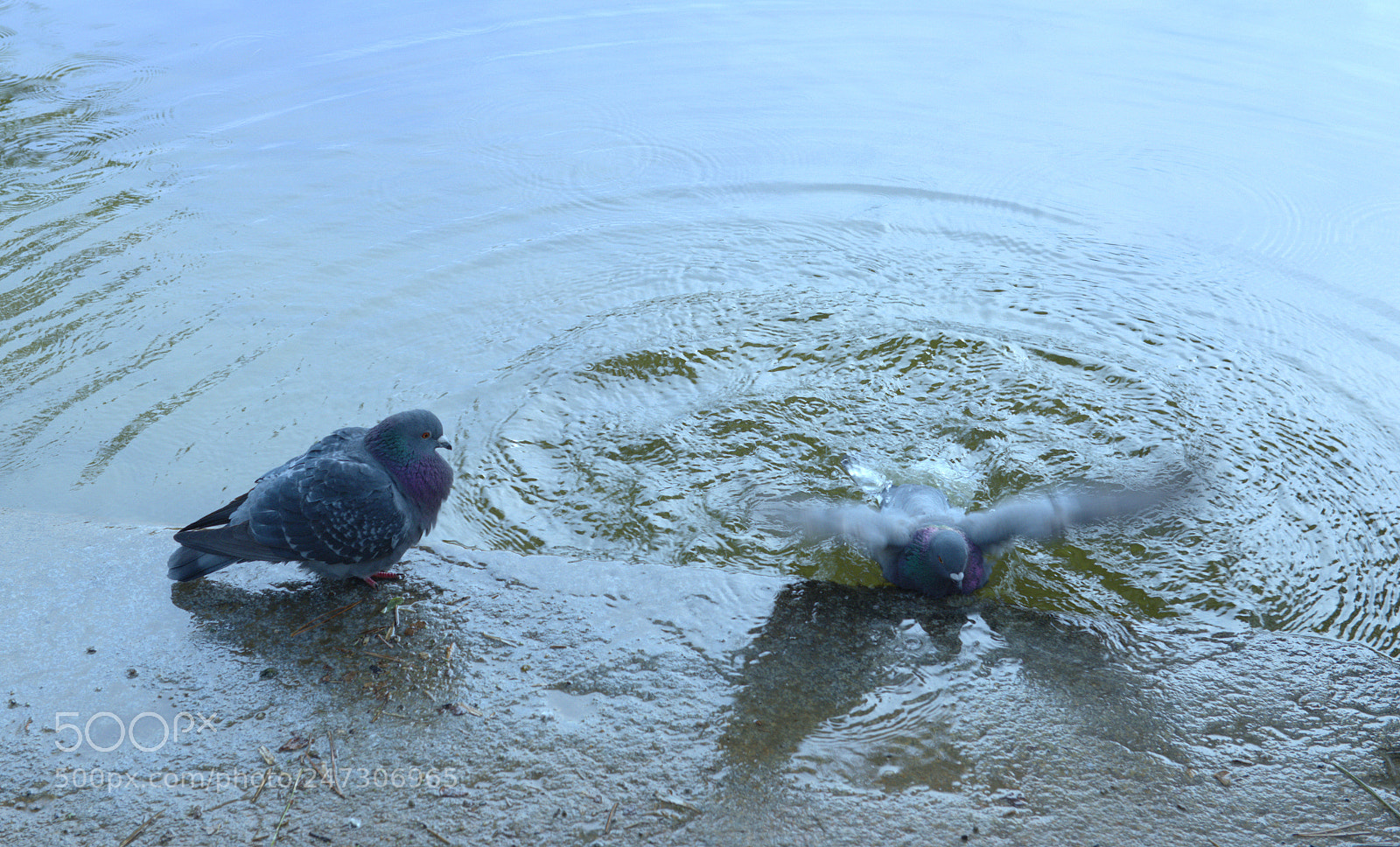 Nikon D800 sample photo. I can not swim photography