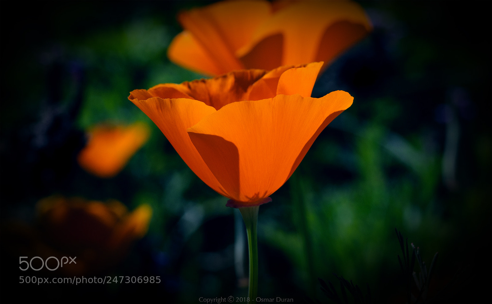 Nikon D300 sample photo. Translucent photography