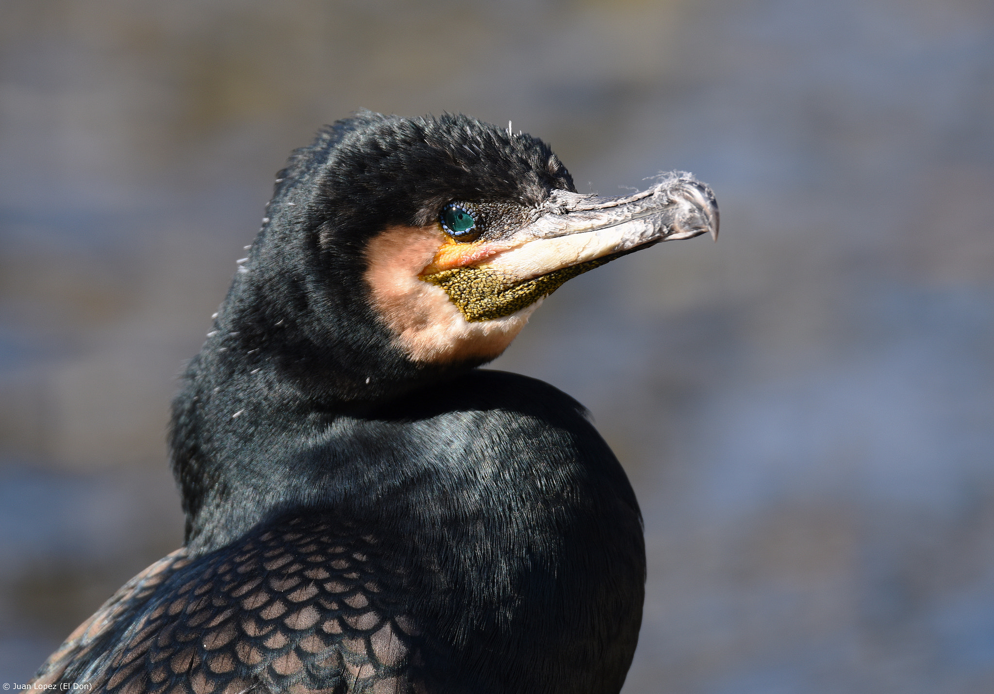 Nikon D810 + Sigma 150-600mm F5-6.3 DG OS HSM | S sample photo. Bird...blue eyes..!! photography