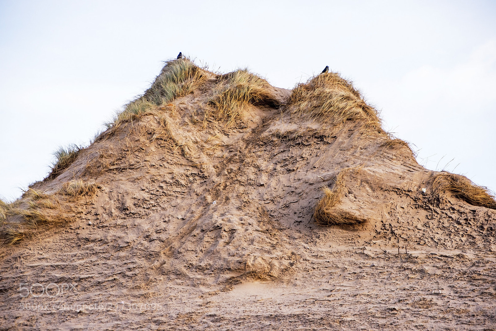 Nikon D600 sample photo. Pair on top! (1) photography
