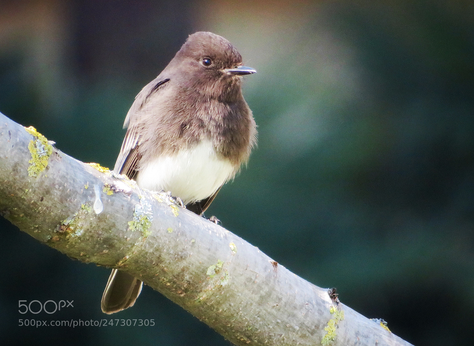 Canon PowerShot SX720 HS sample photo. Black phoebe photography