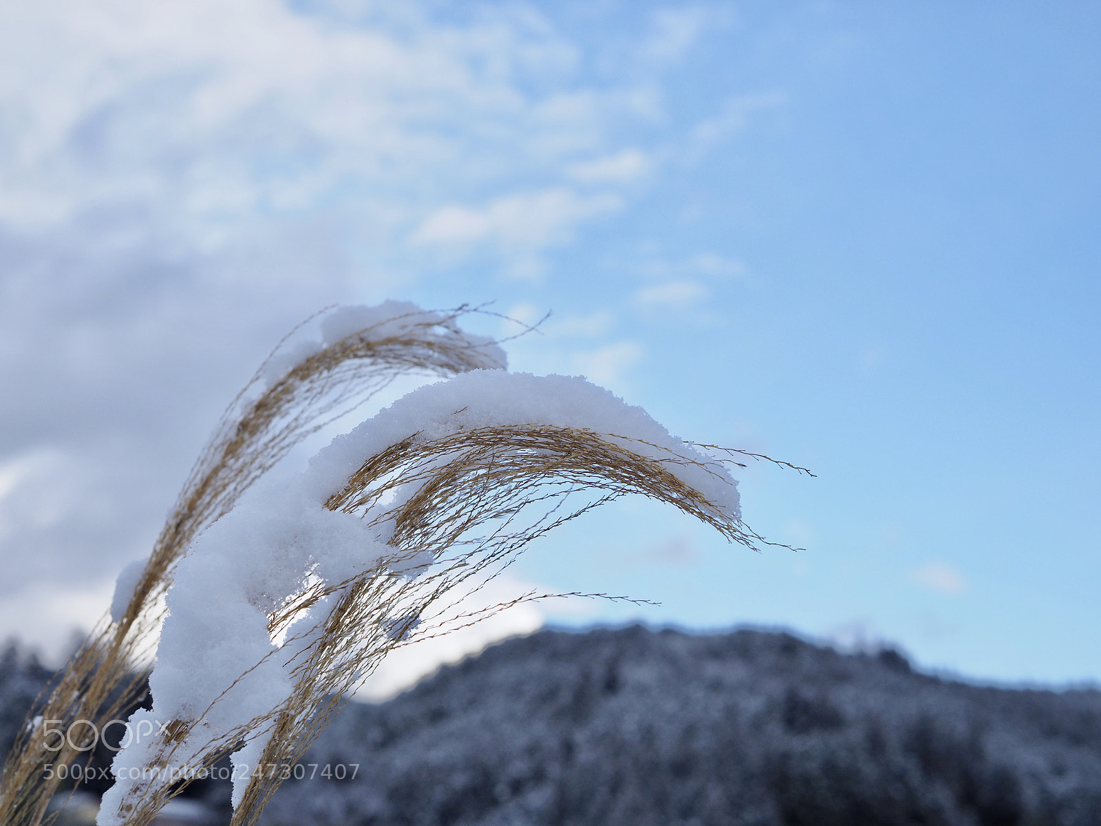 Olympus OM-D E-M1 Mark II sample photo. 寒気の後 | after the chills photography