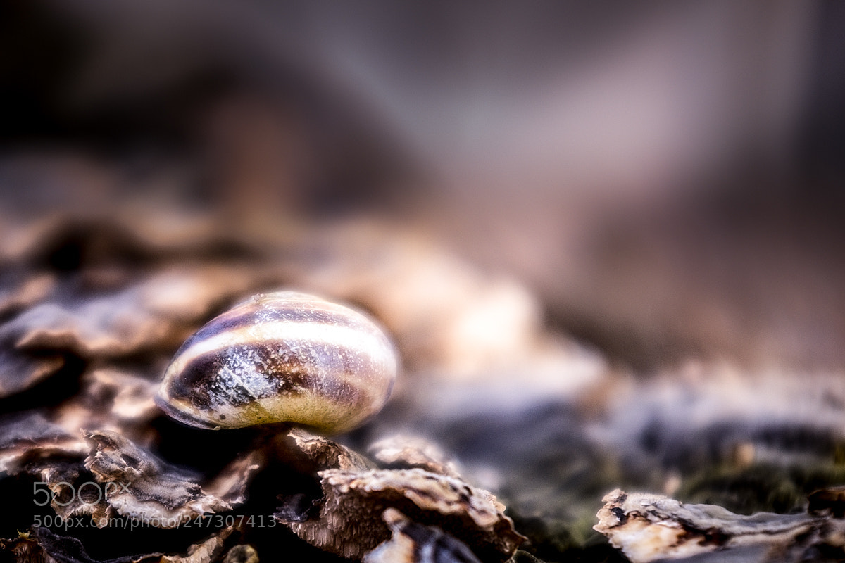 Fujifilm X100T sample photo. Camouflage photography