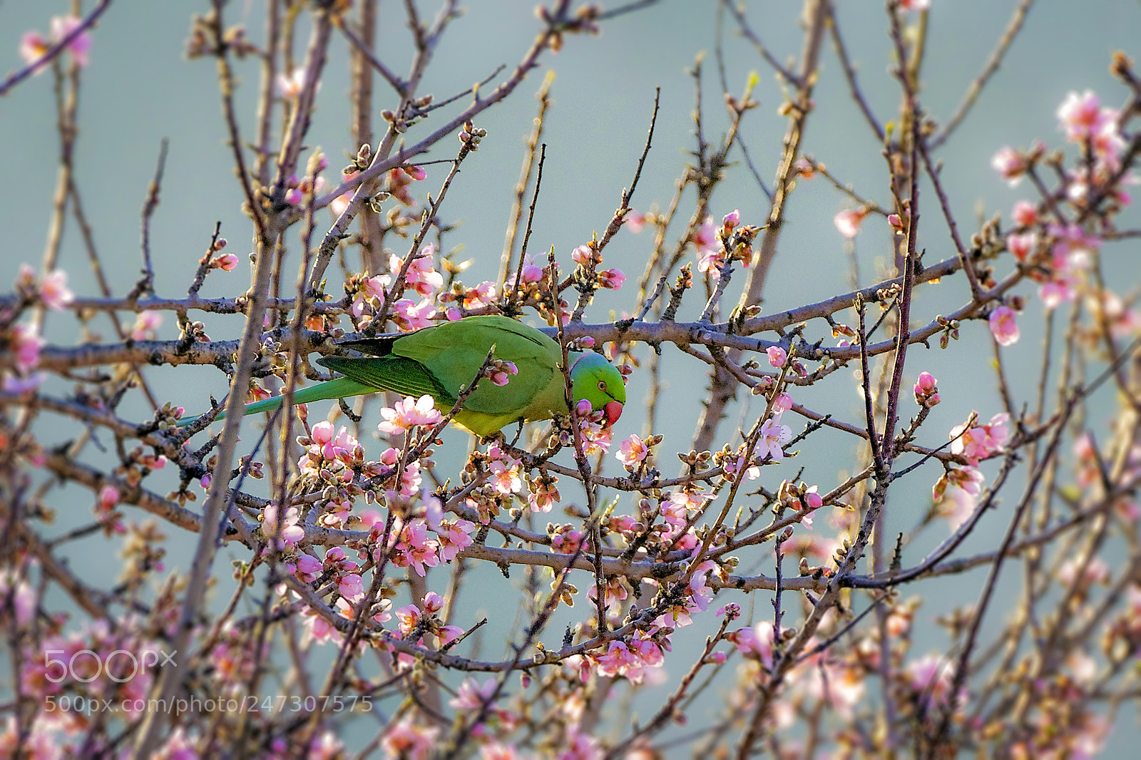 Nikon D800 sample photo. Springtime photography