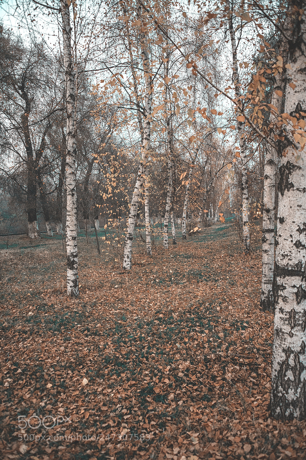 Nikon D700 sample photo. Birches in a row photography