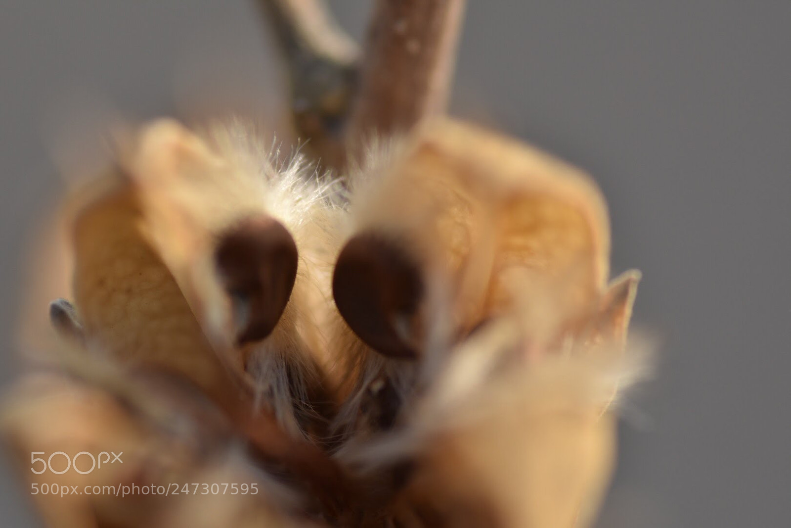 Nikon D7200 sample photo. Seeds at home photography