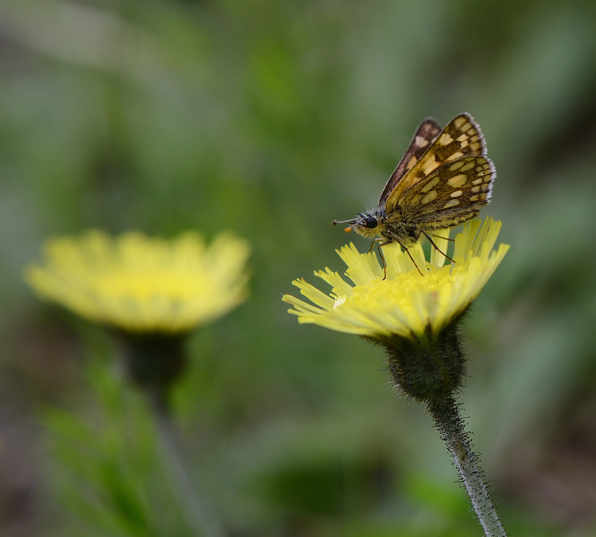 Nikon AF-S Micro-Nikkor 105mm F2.8G IF-ED VR sample photo. Carterocephalus palaemon.Крепкоголовка палемон photography