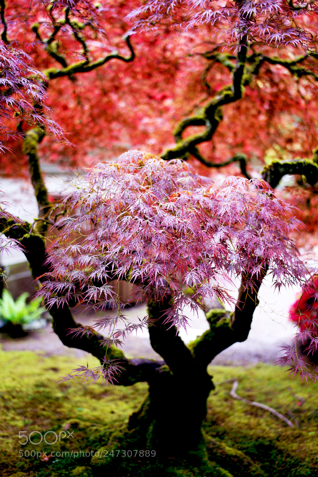 Sony a7R II sample photo. Japanese maple photography