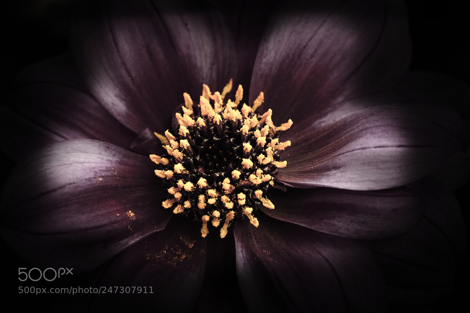 Nikon D800E sample photo. Gold dust photography