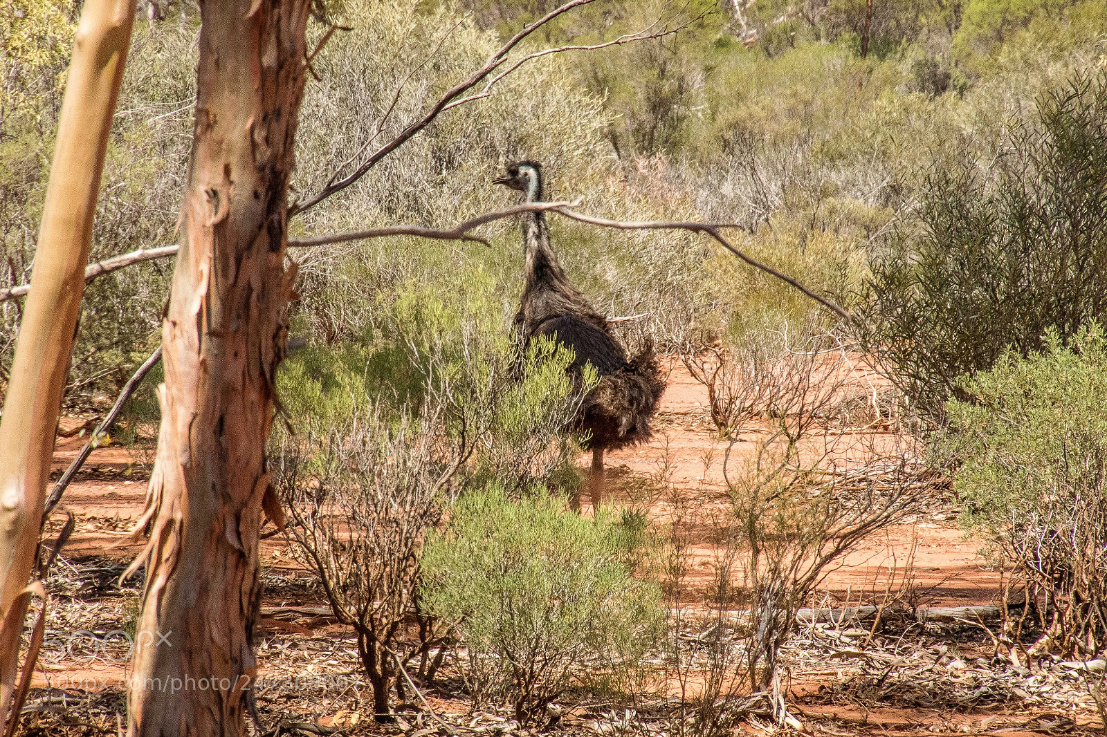 Canon EOS 7D Mark II sample photo. Bush chook photography