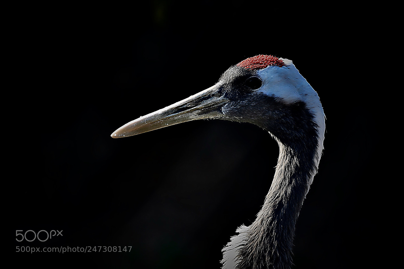 Nikon D500 sample photo. Портрет японского журавля photography