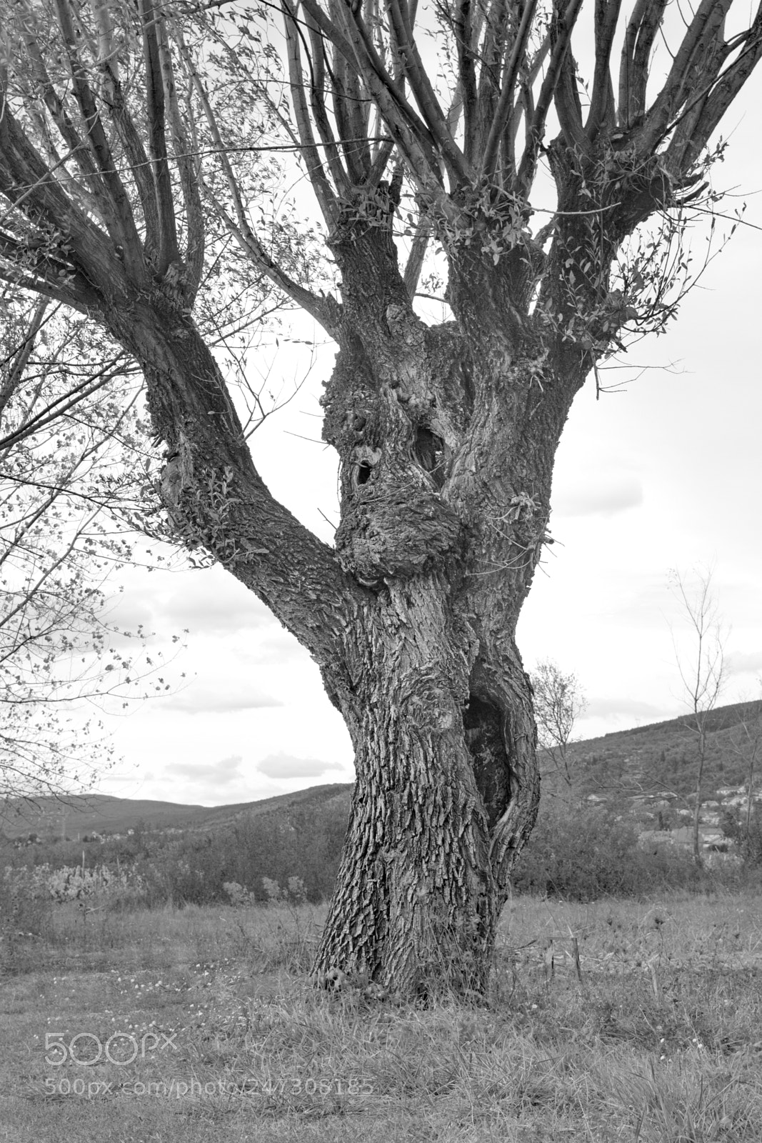 Canon EOS 700D (EOS Rebel T5i / EOS Kiss X7i) sample photo. Mr. tree photography