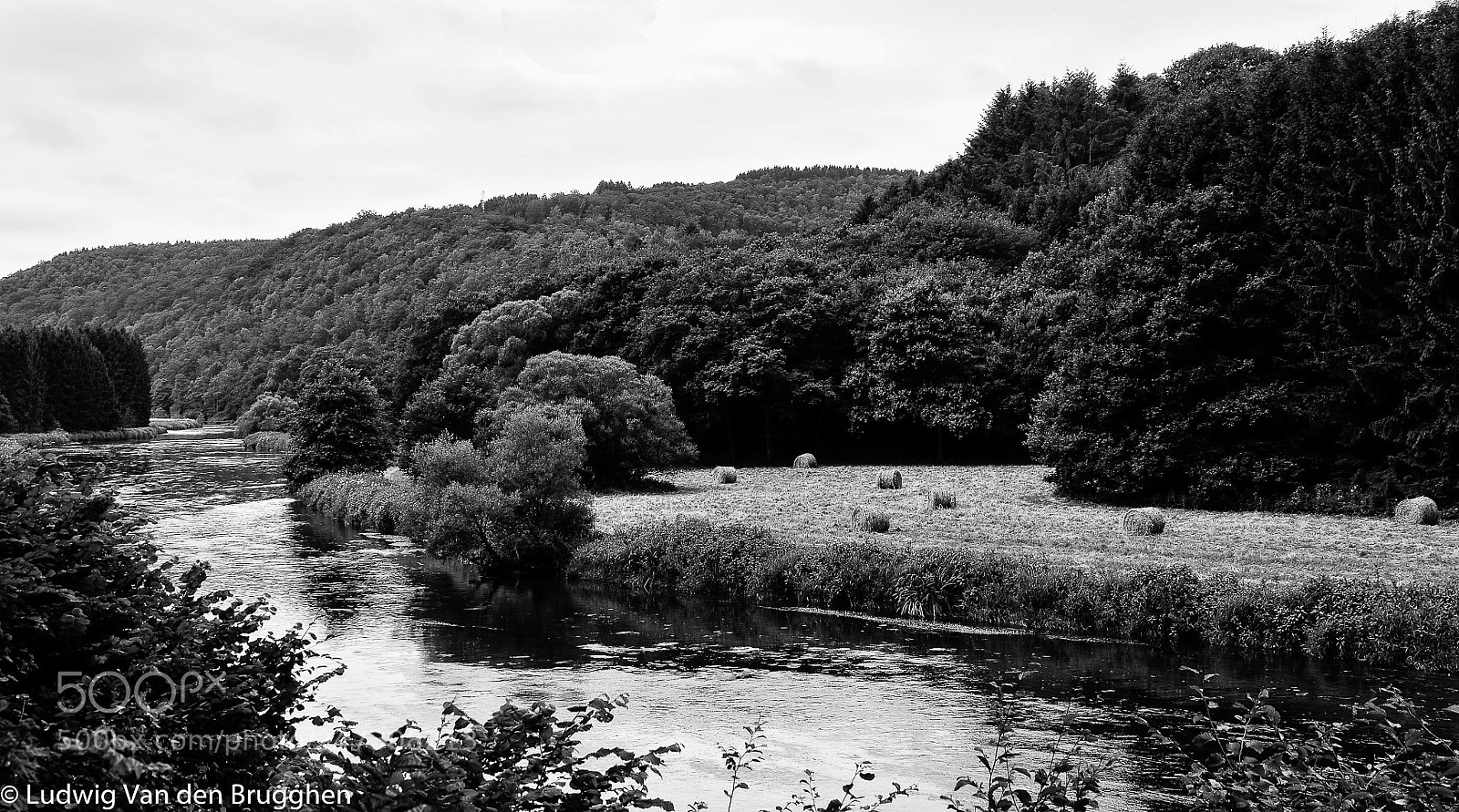 Nikon D300 sample photo. Forrest photography