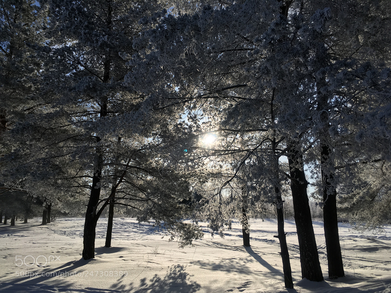 Apple iPhone SE sample photo. Winter sun photography
