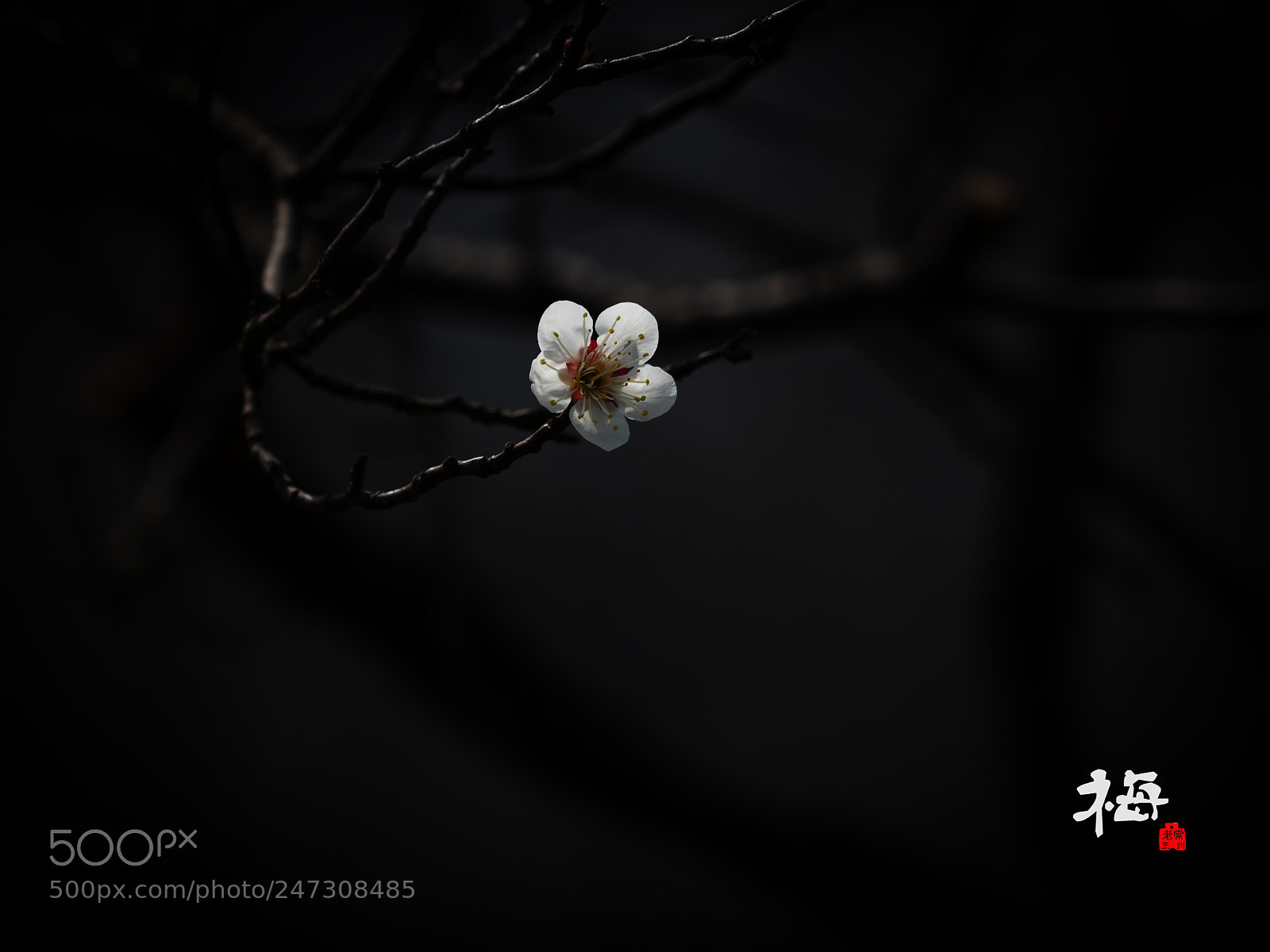 Canon EOS 80D sample photo. Plum photography