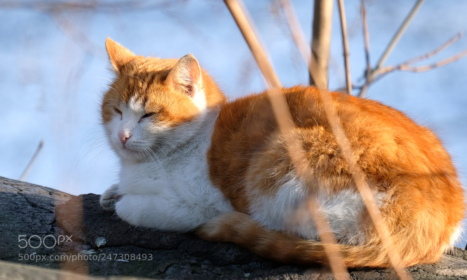 Fujifilm X-T20 sample photo. Cat relaxing under winter photography