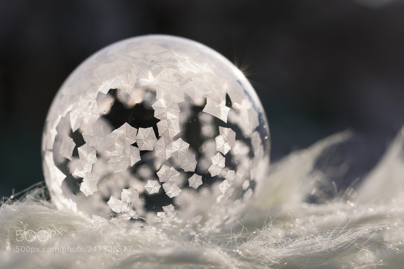 Nikon D7100 sample photo. Morning beauty - frozen photography