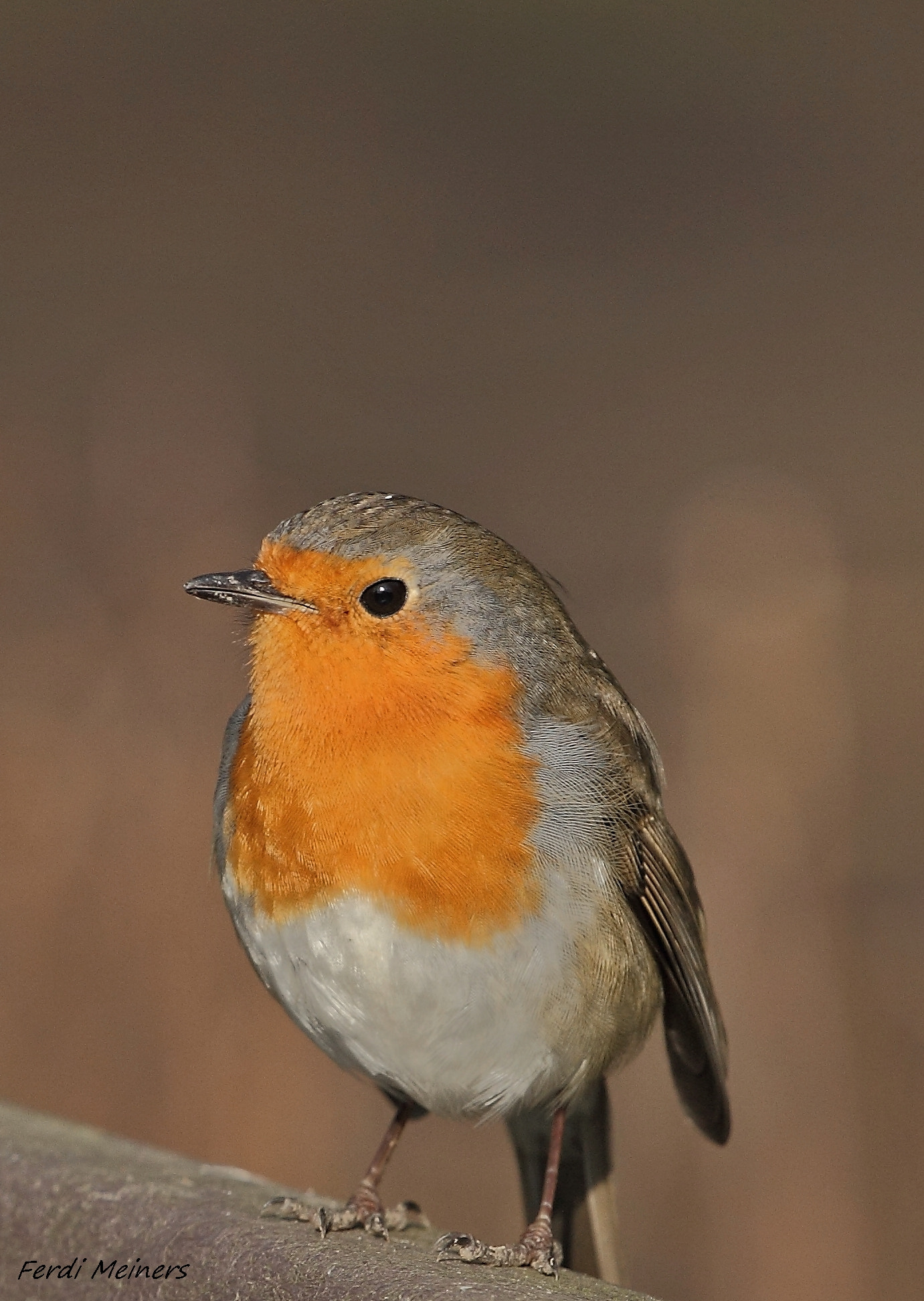 Canon EOS 60D + Canon EF 70-200mm F4L USM sample photo. Guckst du. photography
