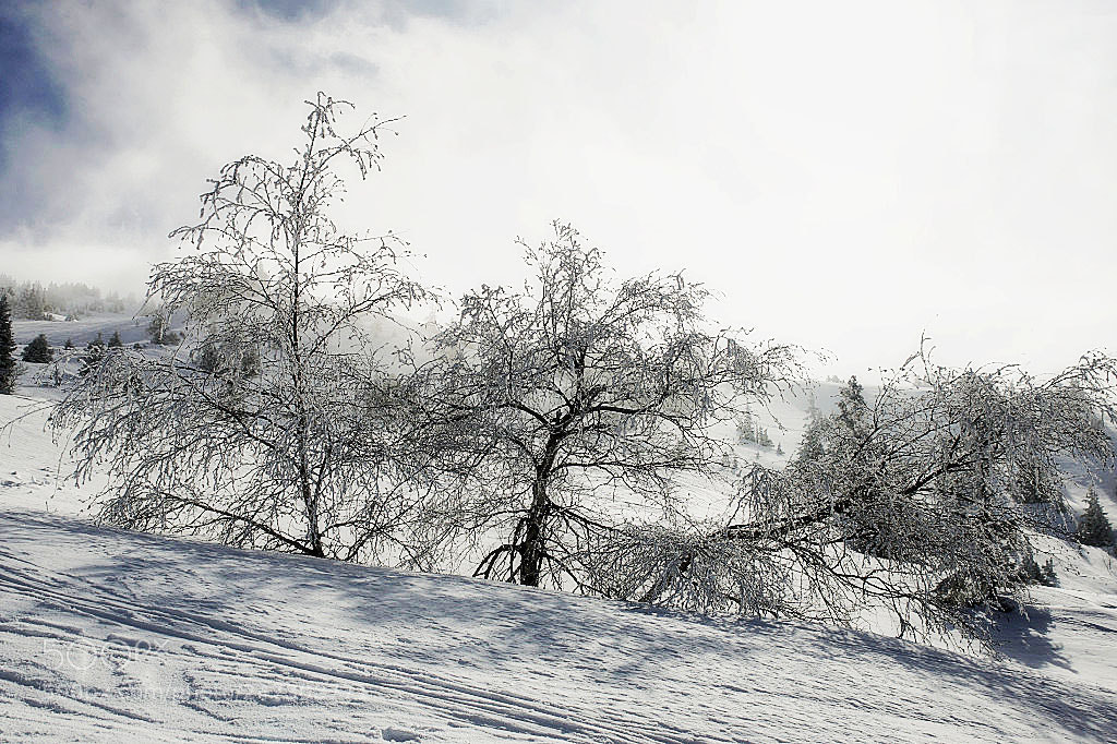 Sony ILCA-77M2 sample photo. Frosty photography