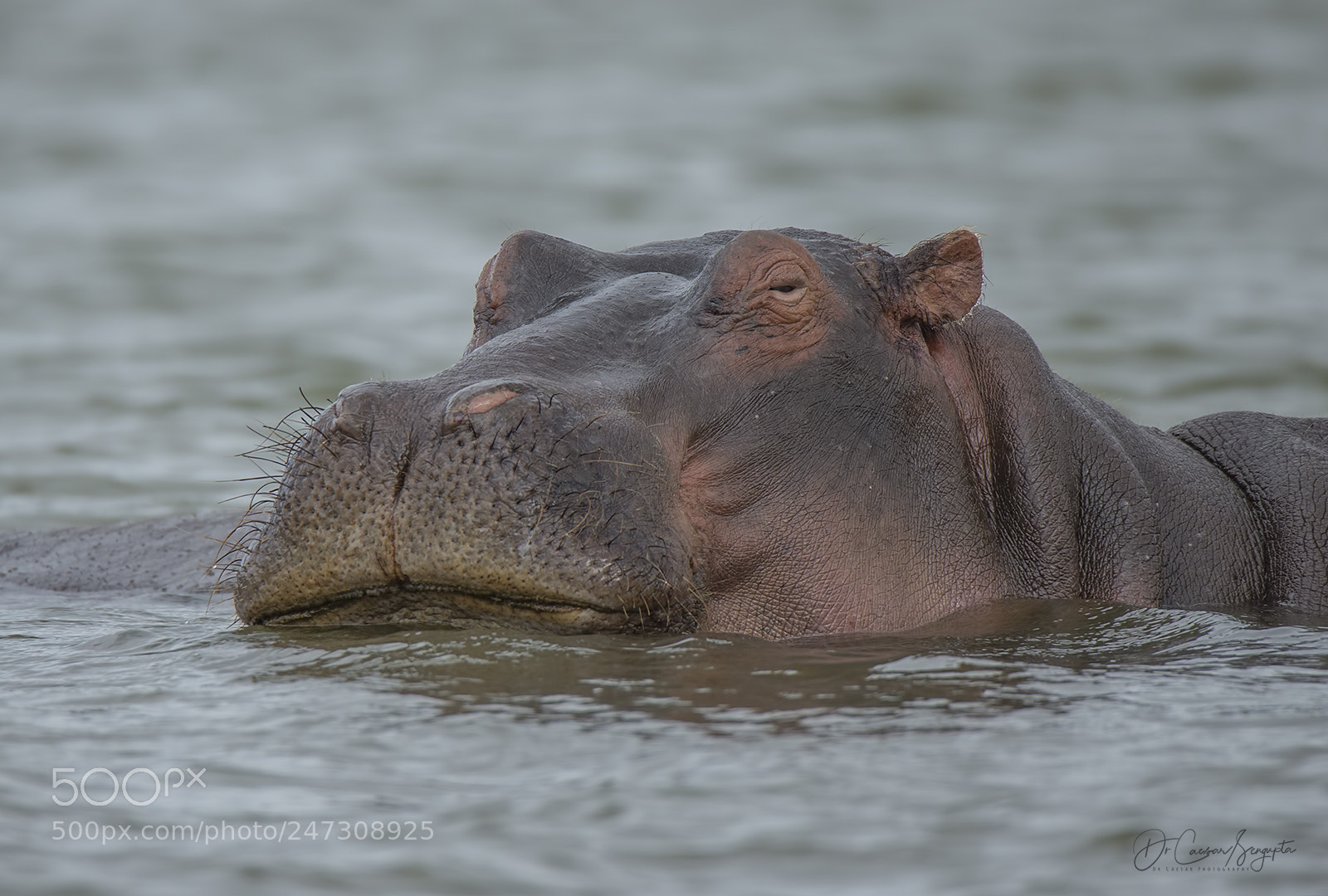 Canon EOS-1D X sample photo. Hippo photography