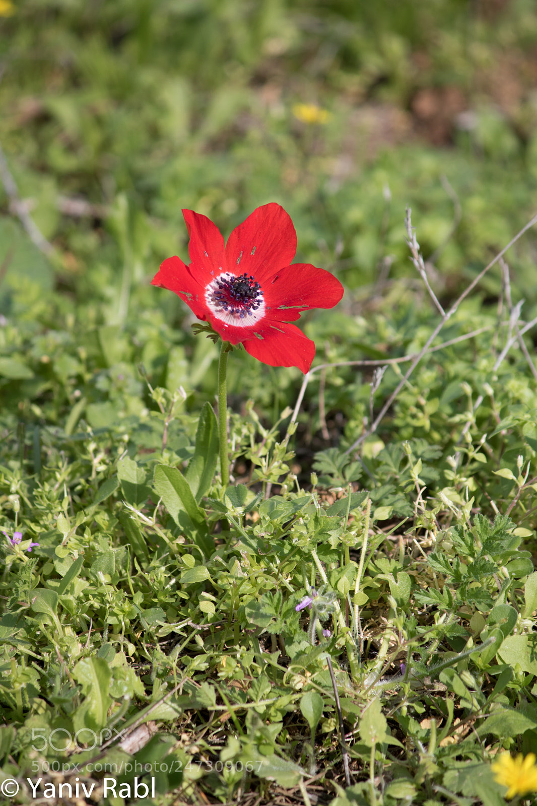 Canon EOS 750D (EOS Rebel T6i / EOS Kiss X8i) sample photo. Anemone on mt. tavor photography