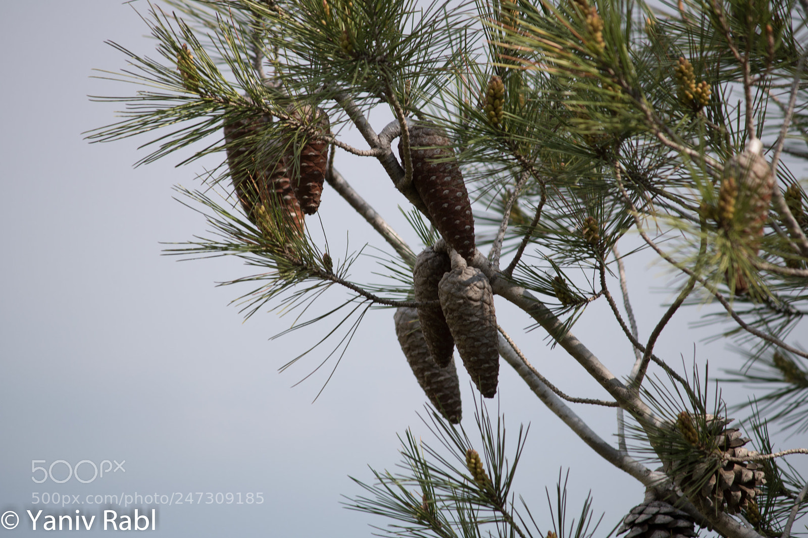 Canon EOS 750D (EOS Rebel T6i / EOS Kiss X8i) sample photo. Acorns photography