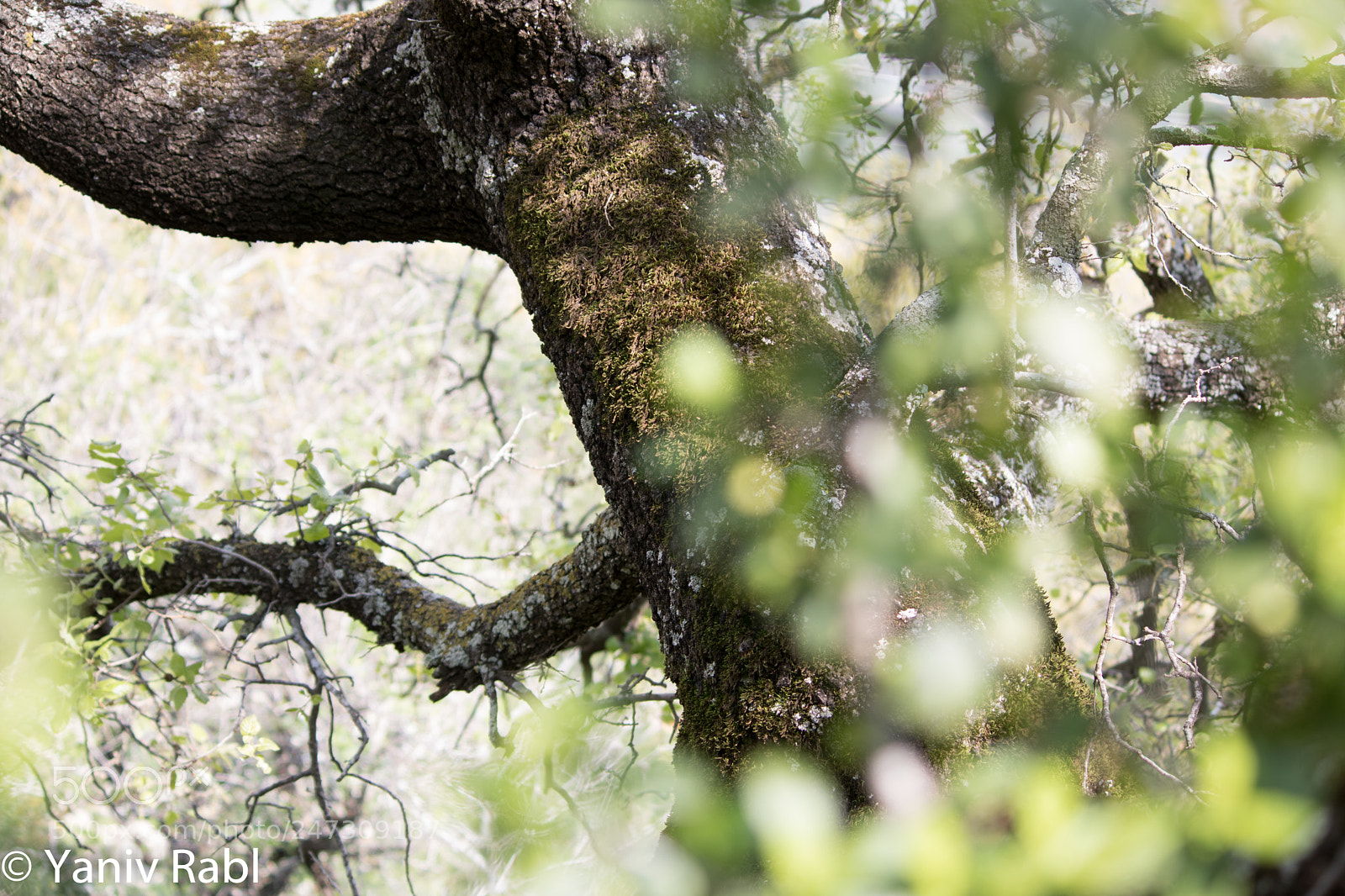 Canon EOS 750D (EOS Rebel T6i / EOS Kiss X8i) sample photo. Moss photography