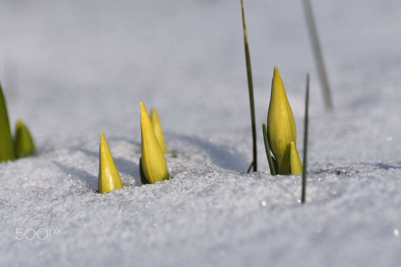 Nikon D3400 sample photo. Winter photography