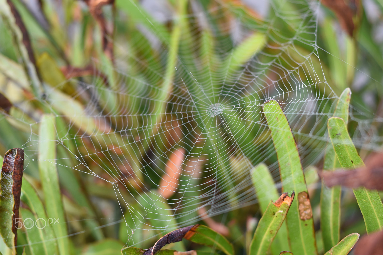 Nikon AF Nikkor 50mm F1.8D sample photo. Spider net photography