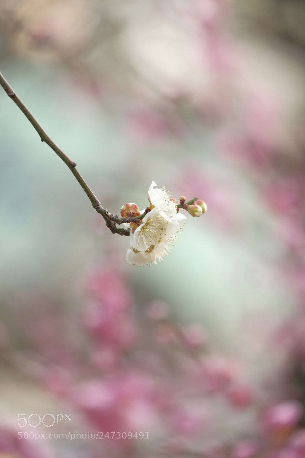 Fujifilm X-T10 sample photo. The scent of an photography