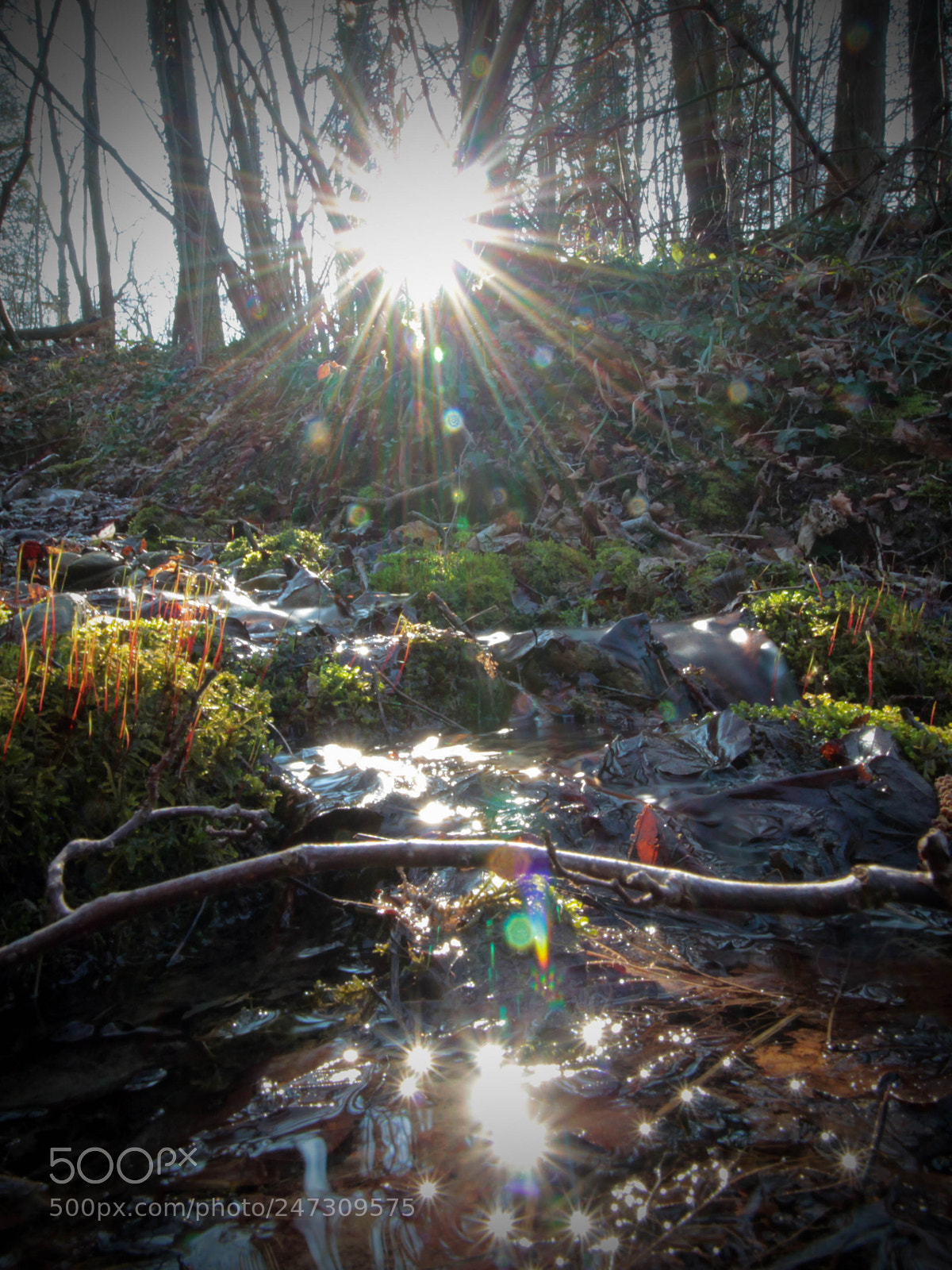 Canon EOS 600D (Rebel EOS T3i / EOS Kiss X5) sample photo. Forest photography