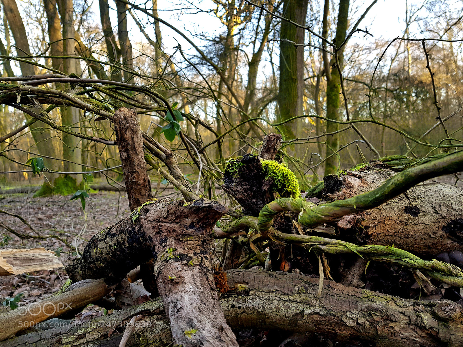 Samsung Galaxy S8 sample photo. Woodland moss photography