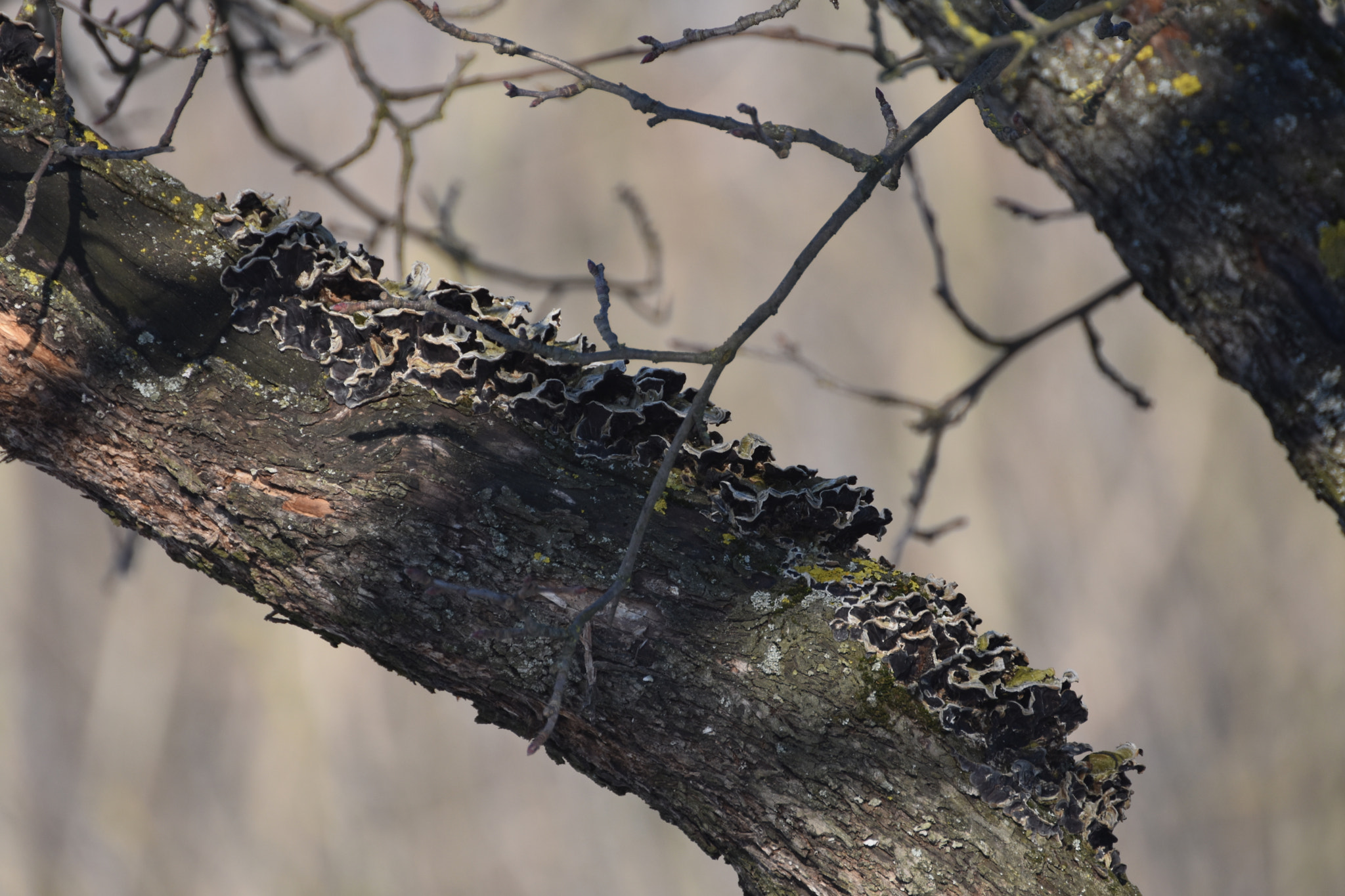 Nikon D3400 sample photo. Together photography