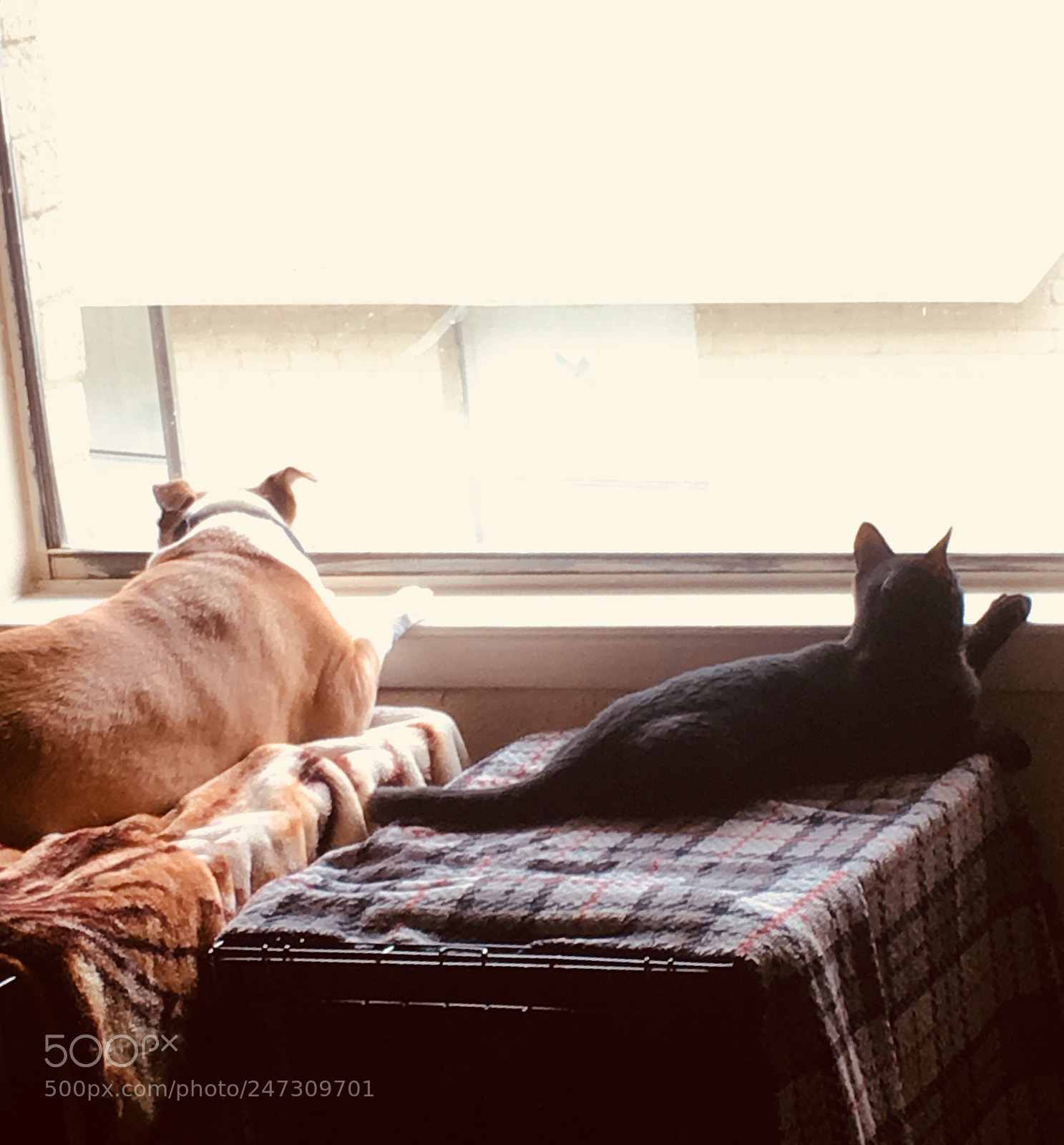 Apple iPhone 6s sample photo. My dog and cat photography