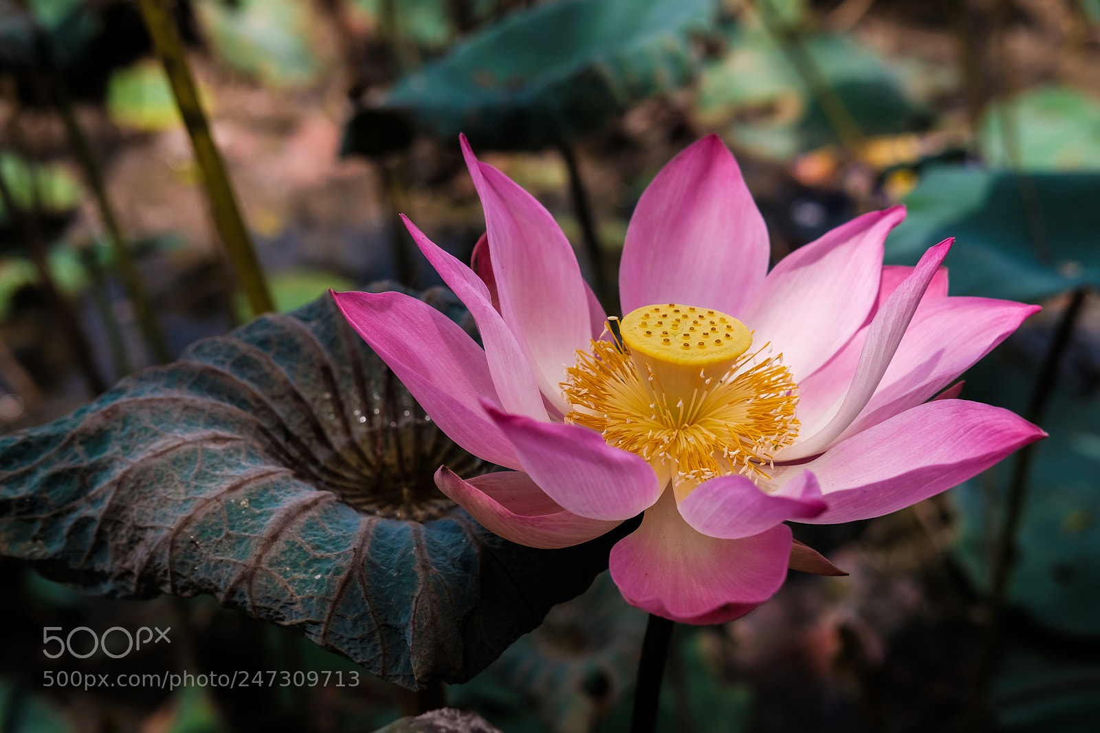 Fujifilm X-T2 sample photo. Lotus photography