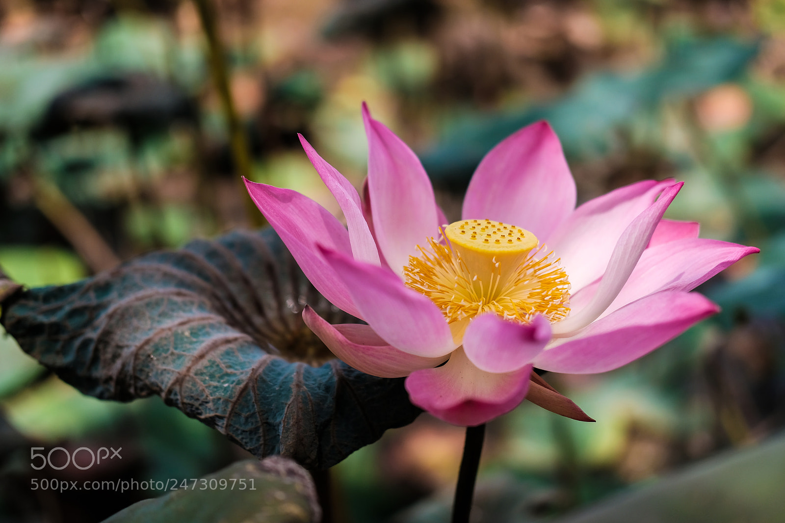 Fujifilm X-T2 sample photo. Lotus photography