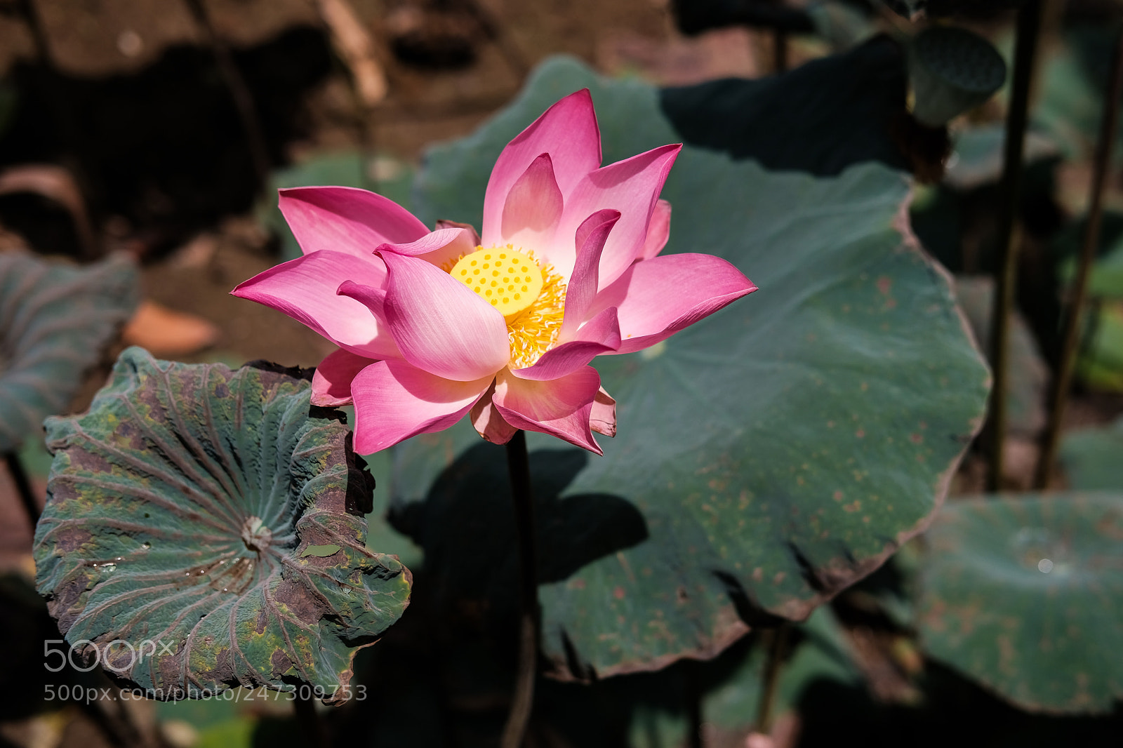 Fujifilm X-T2 sample photo. Lotus photography