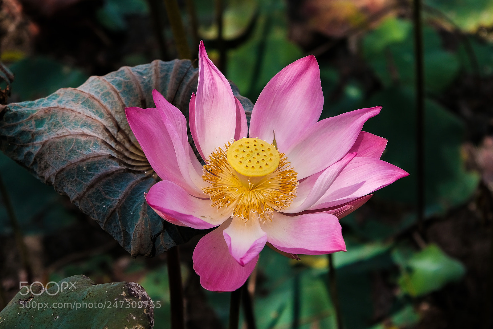 Fujifilm X-T2 sample photo. Lotus photography