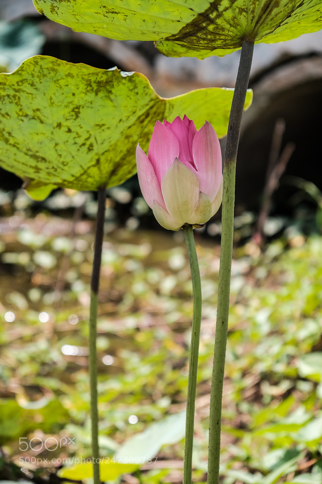 Fujifilm X-T2 sample photo. Lotus photography