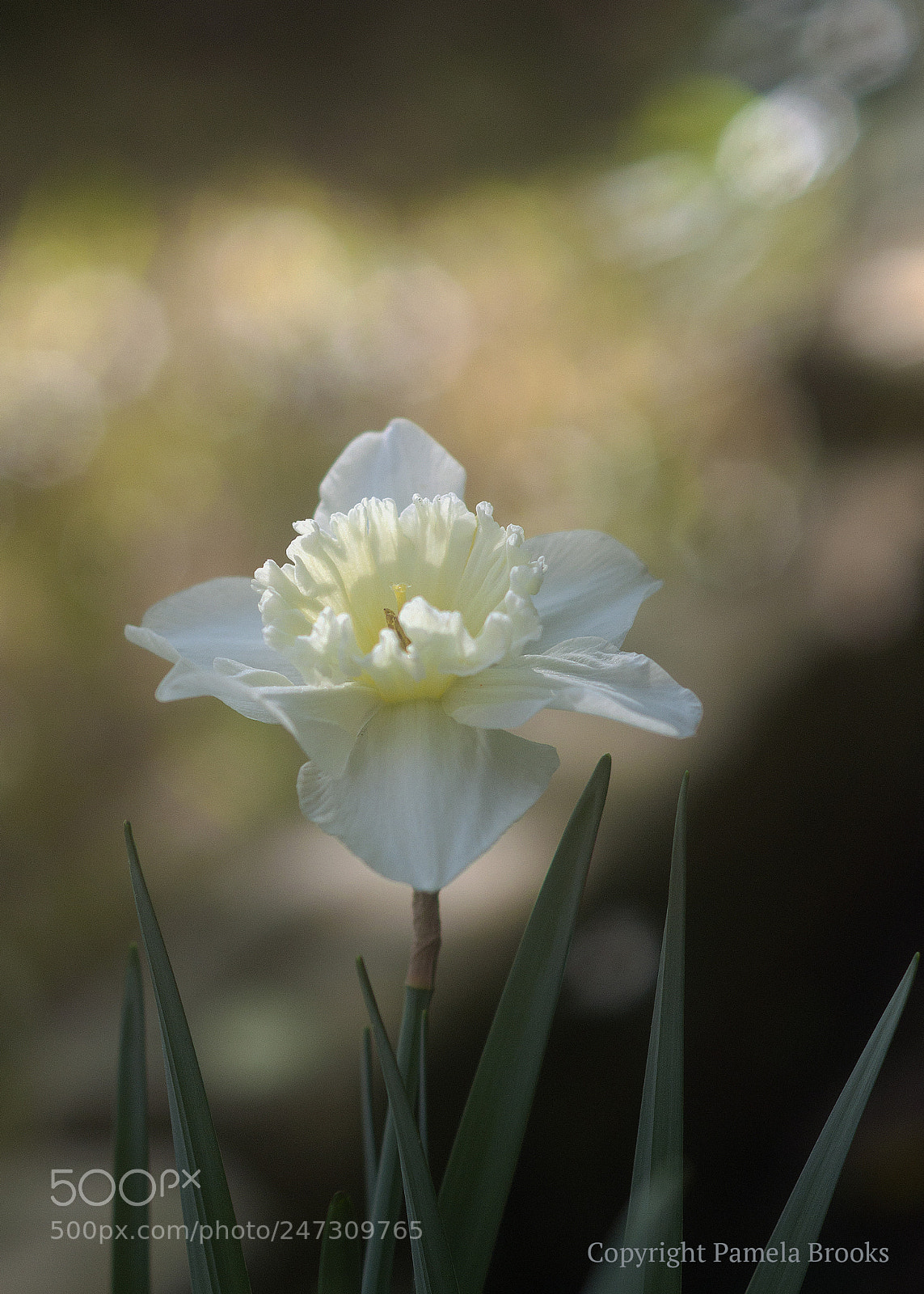 Nikon D90 sample photo. Daffodil glow photography