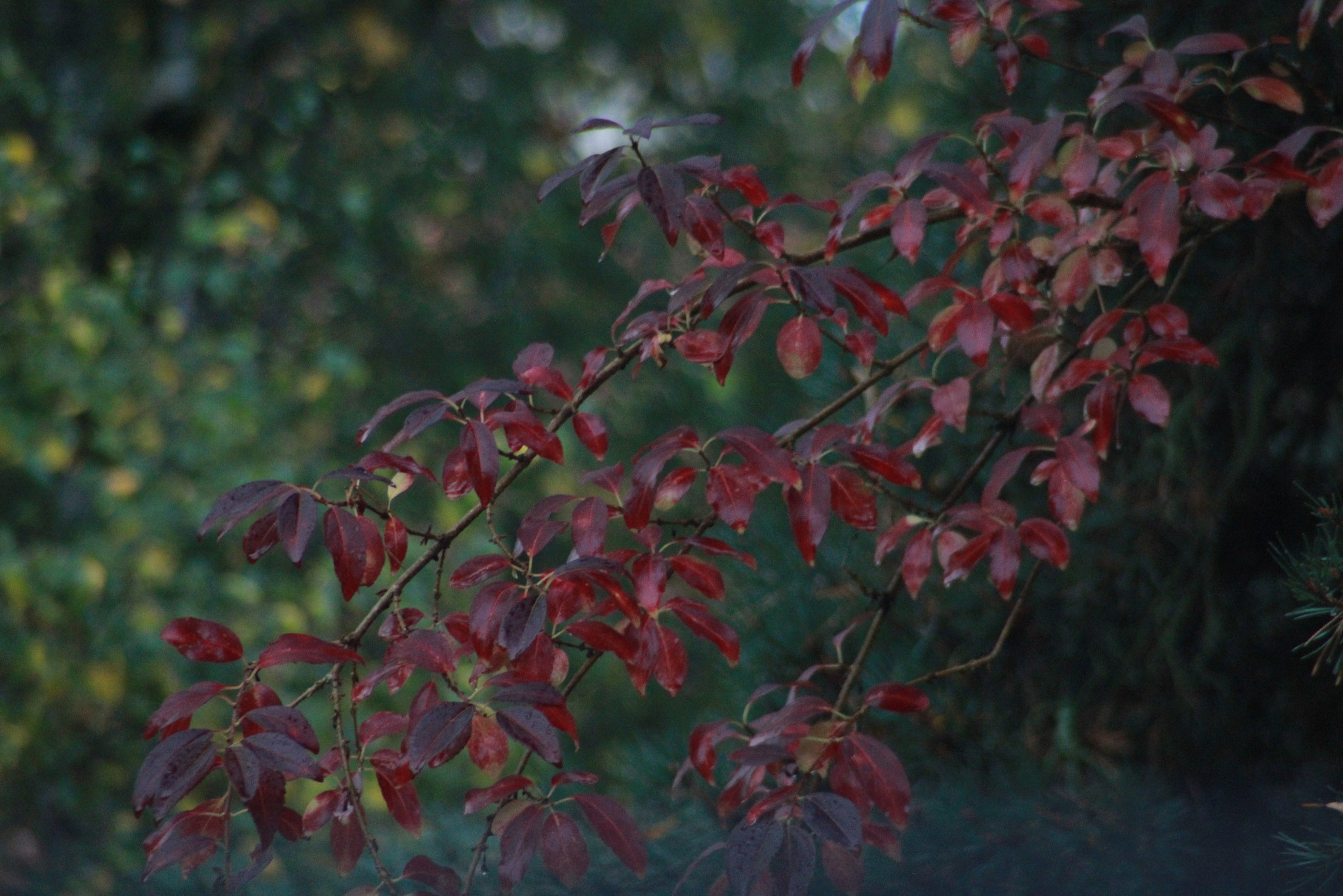 Tamron AF 28-200mm F3.8-5.6 XR Di Aspherical (IF) Macro sample photo