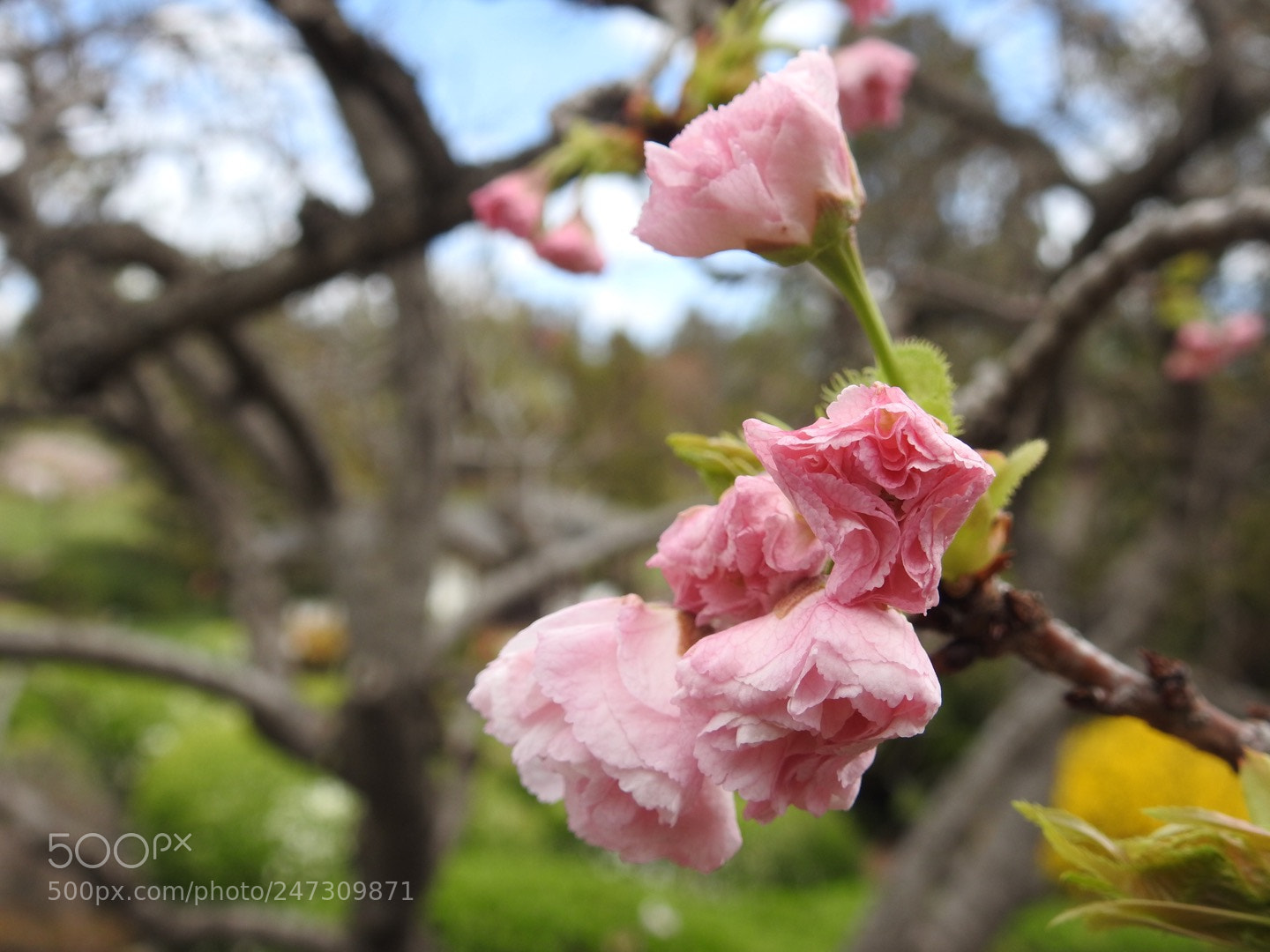 Nikon Coolpix P900 sample photo. Cherry blossoms, cowra, australia photography