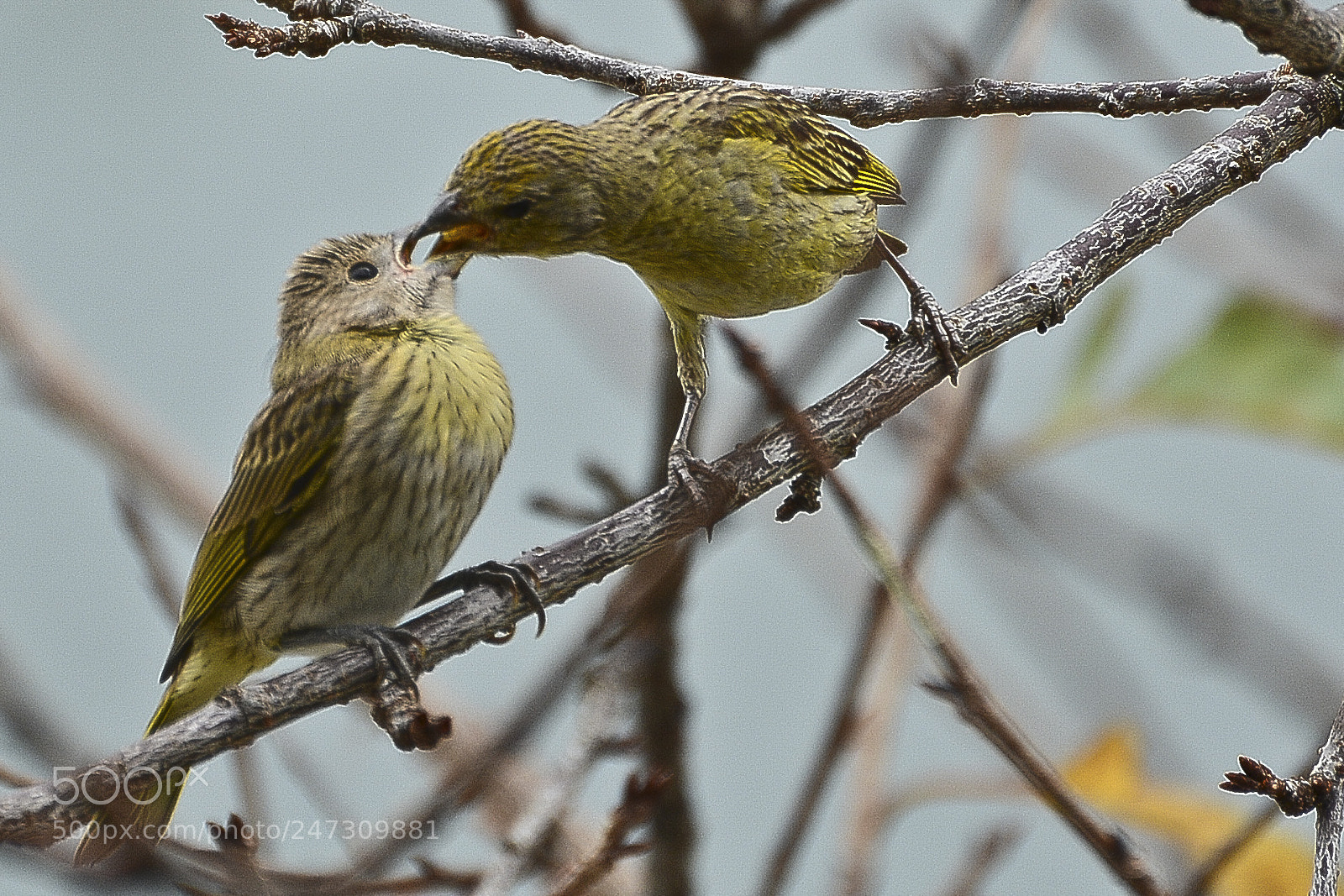 Nikon D7100 sample photo. Amor que alimenta. photography