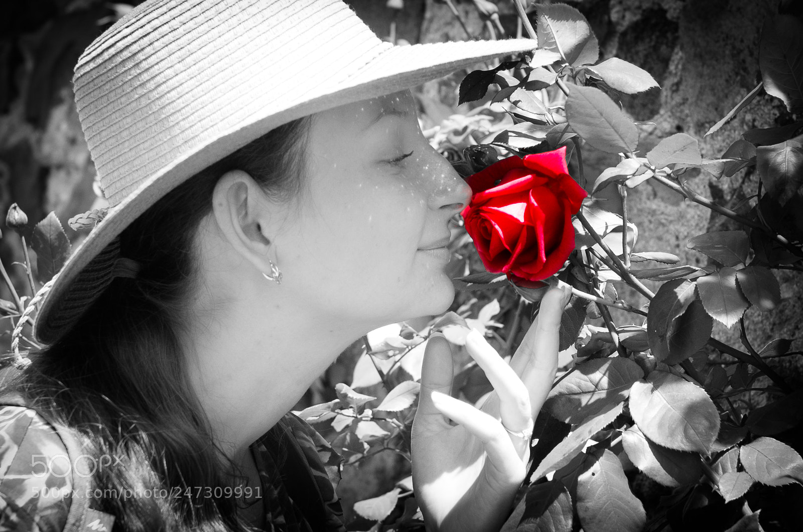 Pentax K-5 sample photo. Red rose photography