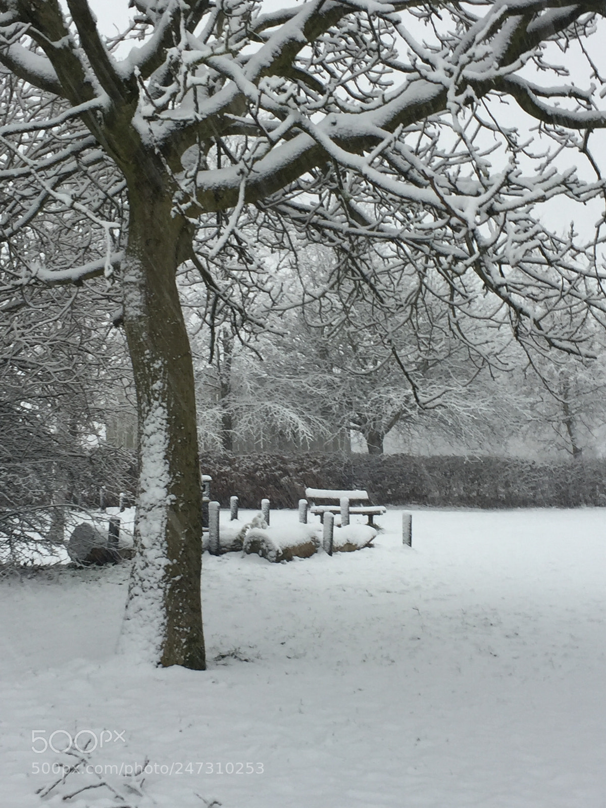 Apple iPhone 6 Plus sample photo. Snowy park photography
